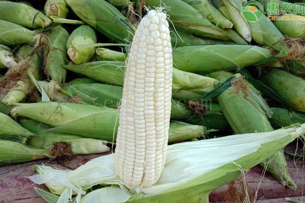產量最高的玉米新品種有哪些？